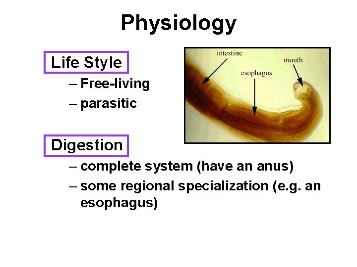 Physiology Life Style – Free-living – parasitic Digestion – complete system (have an anus)