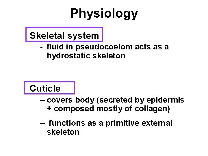 Physiology Skeletal system - fluid in pseudocoelom acts as a hydrostatic skeleton Cuticle –