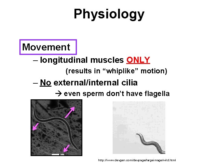 Physiology Movement – longitudinal muscles ONLY (results in “whiplike” motion) – No external/internal cilia