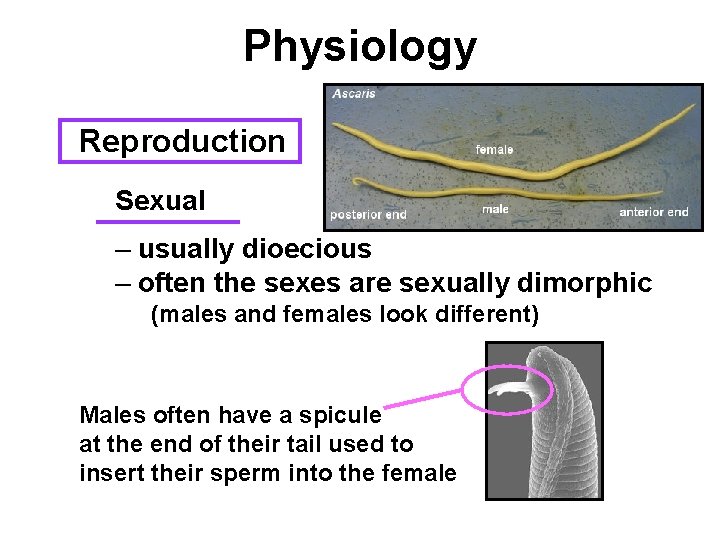 Physiology Reproduction Sexual – usually dioecious – often the sexes are sexually dimorphic (males