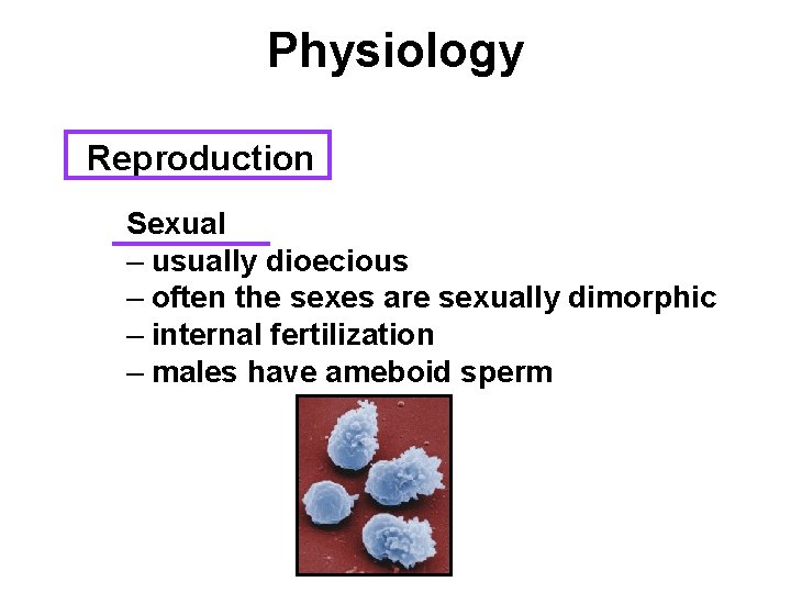 Physiology Reproduction Sexual – usually dioecious – often the sexes are sexually dimorphic –