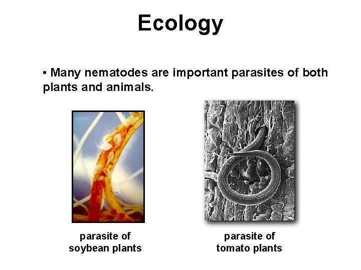 Ecology • Many nematodes are important parasites of both plants and animals. parasite of