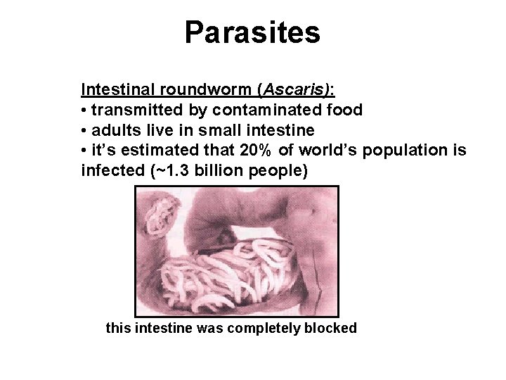 Parasites Intestinal roundworm (Ascaris): • transmitted by contaminated food • adults live in small