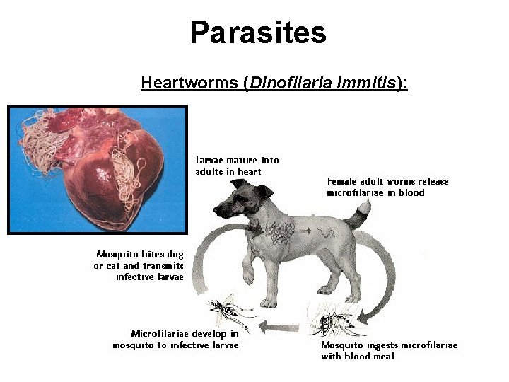 Parasites Heartworms (Dinofilaria immitis): 