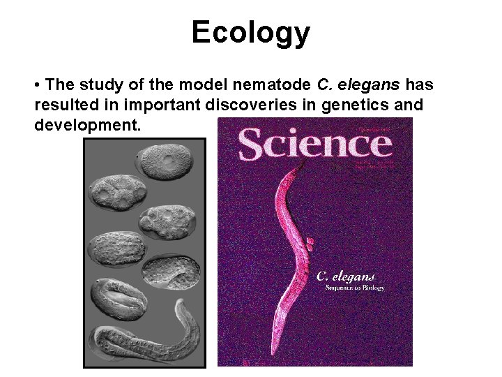 Ecology • The study of the model nematode C. elegans has resulted in important