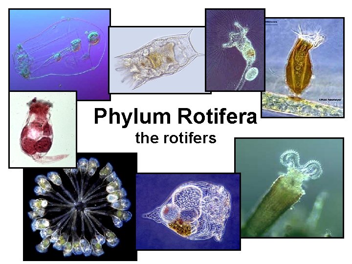 Phylum Rotifera the rotifers 