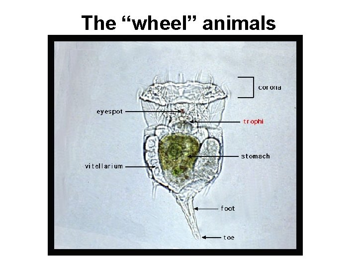 The “wheel” animals 