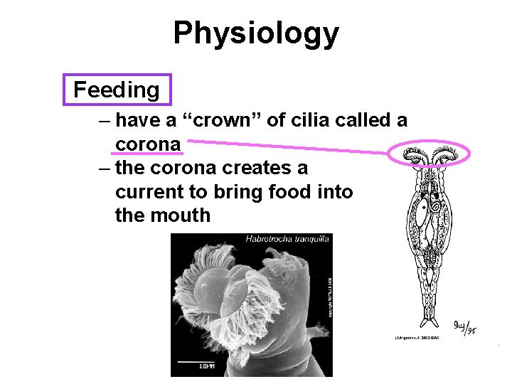 Physiology Feeding – have a “crown” of cilia called a corona – the corona