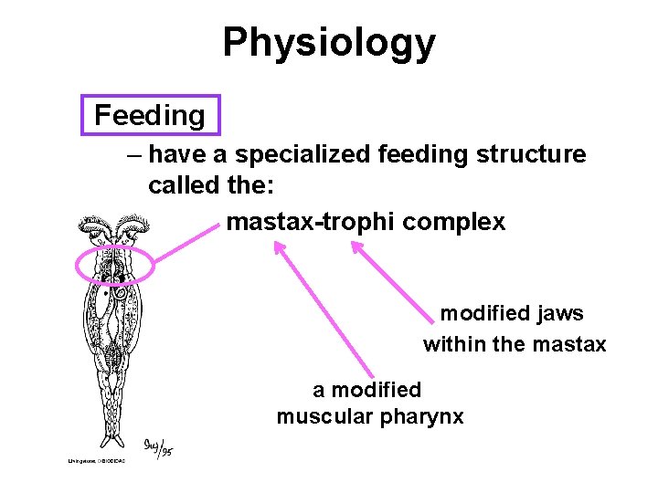 Physiology Feeding – have a specialized feeding structure called the: mastax-trophi complex modified jaws