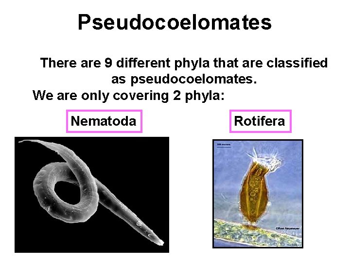Pseudocoelomates There are 9 different phyla that are classified as pseudocoelomates. We are only