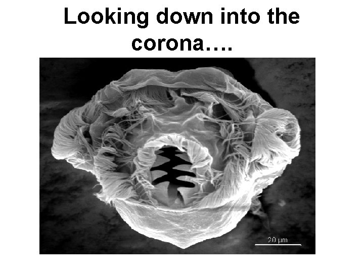 Looking down into the corona…. 
