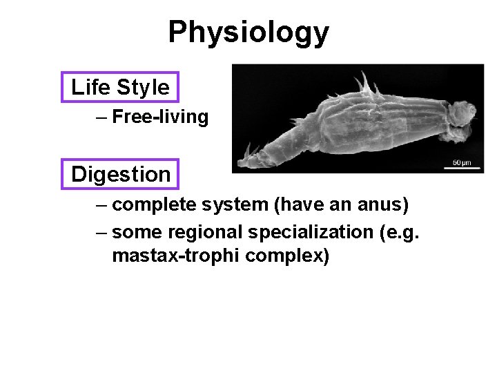 Physiology Life Style – Free-living Digestion – complete system (have an anus) – some