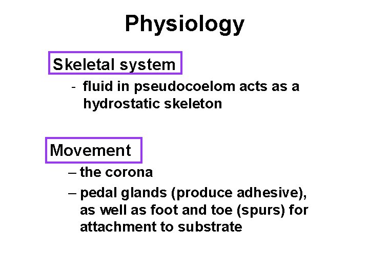 Physiology Skeletal system - fluid in pseudocoelom acts as a hydrostatic skeleton Movement –