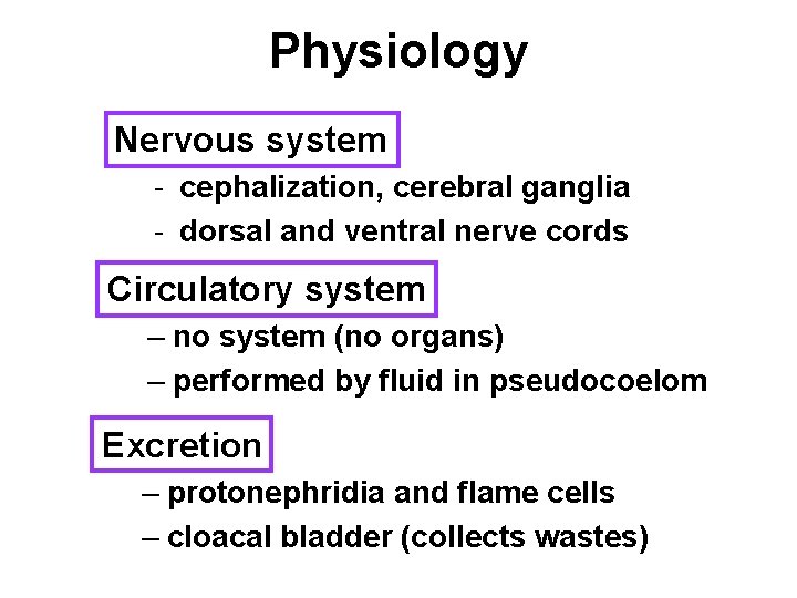 Physiology Nervous system - cephalization, cerebral ganglia - dorsal and ventral nerve cords Circulatory