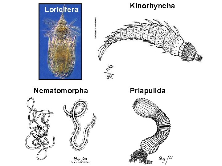 Loricifera Nematomorpha Kinorhyncha Priapulida 