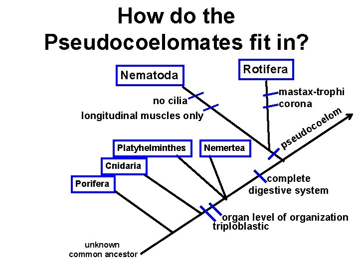 How do the Pseudocoelomates fit in? Nematoda Rotifera no cilia longitudinal muscles only Platyhelminthes