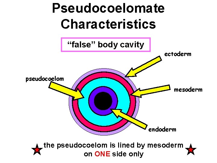 Pseudocoelomate Characteristics “false” body cavity ectoderm pseudocoelom mesoderm Gut endoderm the pseudocoelom is lined