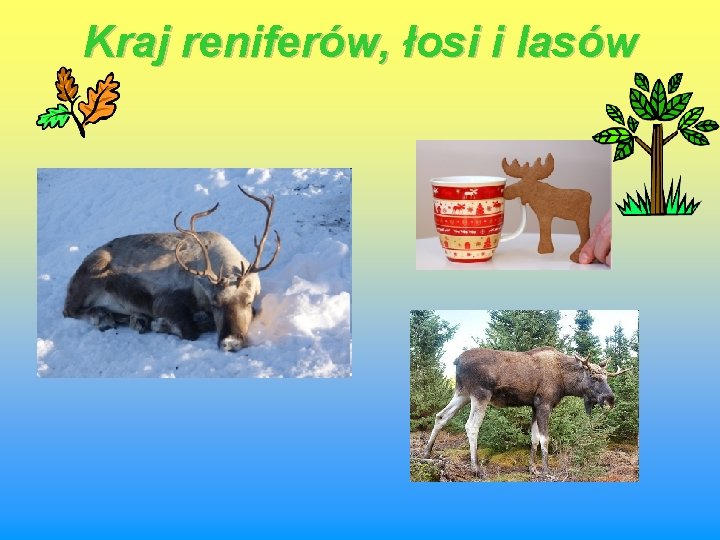 Kraj reniferów, łosi i lasów 