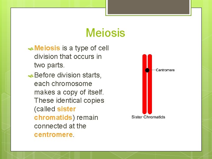 Meiosis is a type of cell division that occurs in two parts. Before division