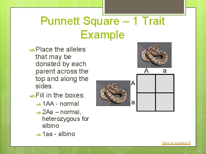 Punnett Square – 1 Trait Example Place the alleles that may be donated by Punnett Square – 1 Trait Example Place the alleles that may be donated by