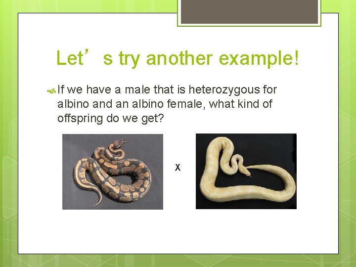 Let’s try another example! If we have a male that is heterozygous for albino Let’s try another example! If we have a male that is heterozygous for albino
