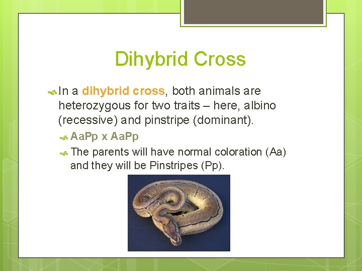 Dihybrid Cross In a dihybrid cross, both animals are heterozygous for two traits –