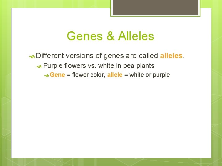 Genes & Alleles Different Purple versions of genes are called alleles. flowers vs. white Genes & Alleles Different Purple versions of genes are called alleles. flowers vs. white