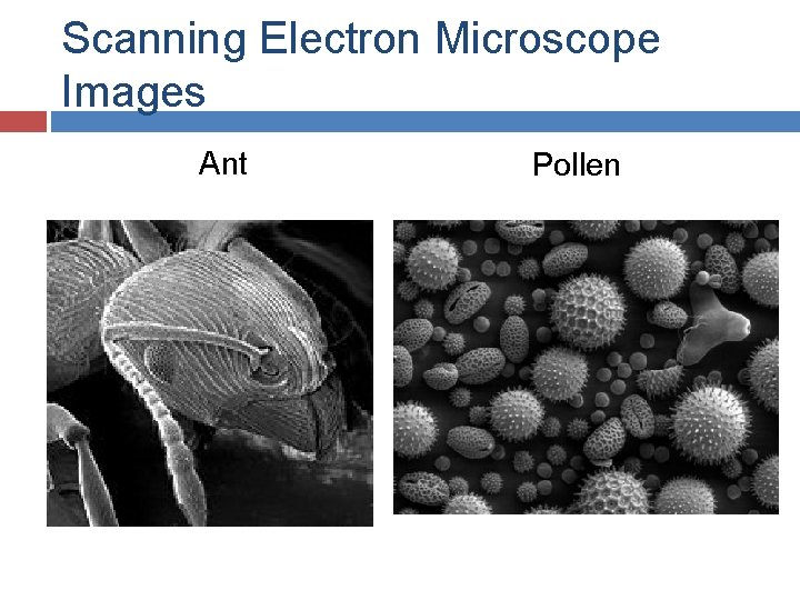 Scanning Electron Microscope Images Ant Pollen 