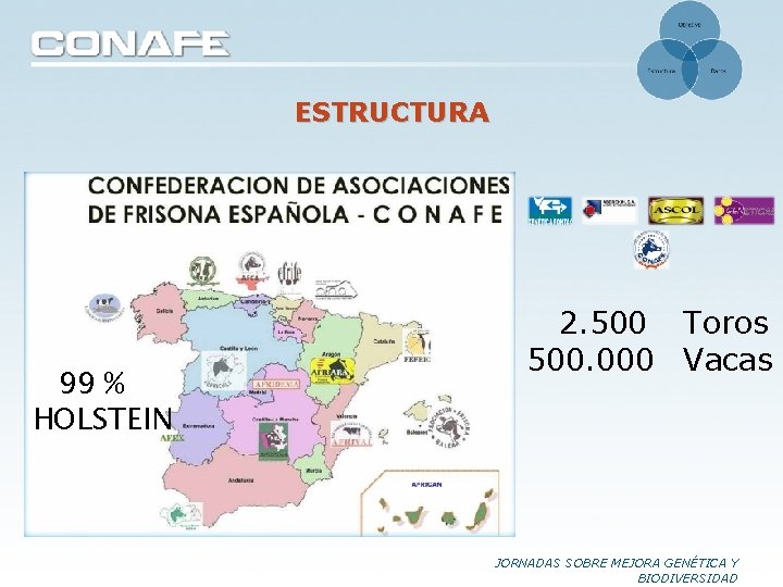 ESTRUCTURA 99 % HOLSTEIN 2. 500 Toros 500. 000 Vacas JORNADAS SOBRE MEJORA GENÉTICA ESTRUCTURA 99 % HOLSTEIN 2. 500 Toros 500. 000 Vacas JORNADAS SOBRE MEJORA GENÉTICA