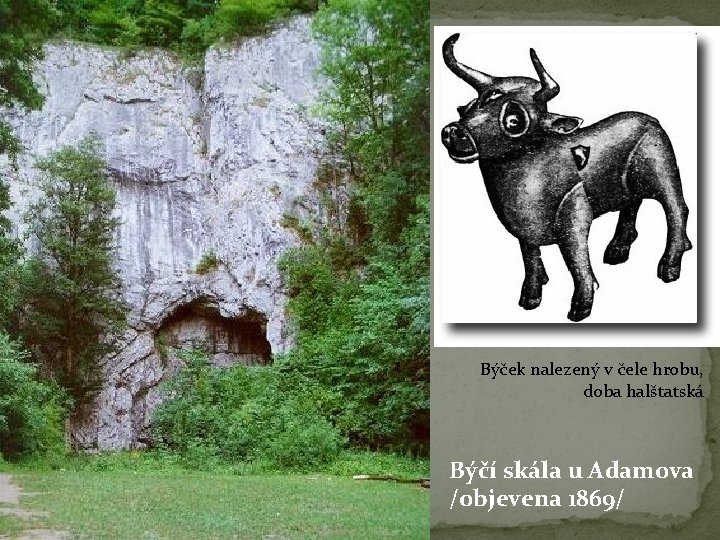 Býček nalezený v čele hrobu, doba halštatská Býčí skála u Adamova /objevena 1869/ 