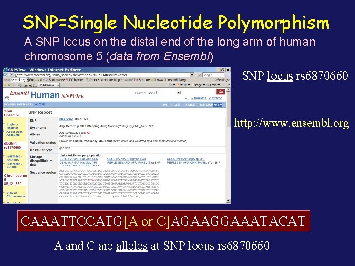 SNP=Single Nucleotide Polymorphism A SNP locus on the distal end of the long arm