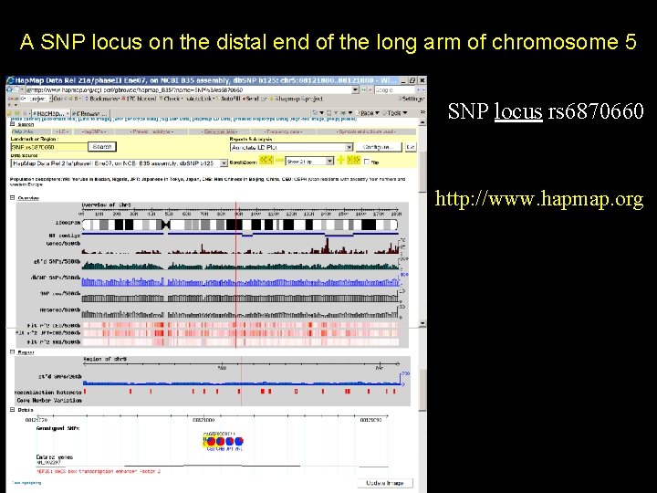 A SNP locus on the distal end of the long arm of chromosome 5