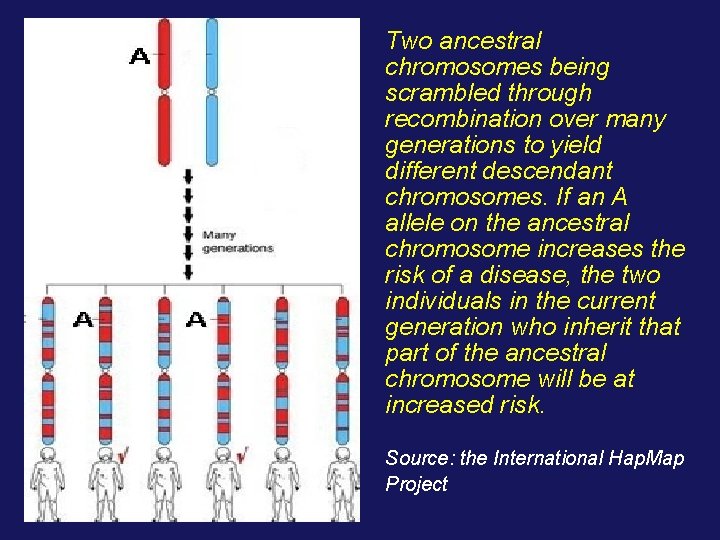 Two ancestral chromosomes being scrambled through recombination over many generations to yield different descendant