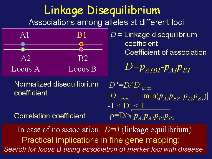 Linkage Disequilibrium Associations among alleles at different loci A 1 B 1 A 2