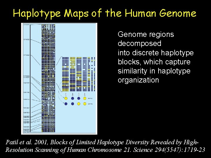 Haplotype Maps of the Human Genome regions decomposed into discrete haplotype blocks, which capture