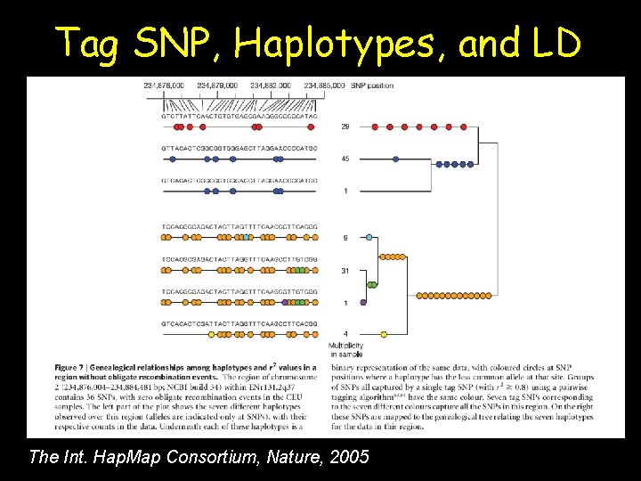 Tag SNP, Haplotypes, and LD The Int. Hap. Map Consortium, Nature, 2005 