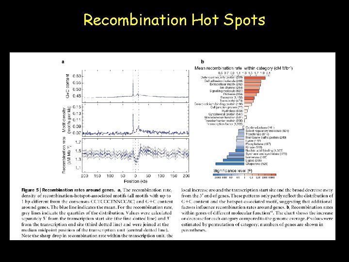 Recombination Hot Spots 