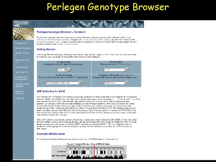 Perlegen Genotype Browser 