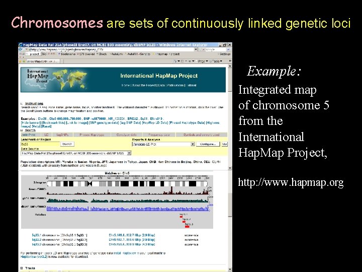 Chromosomes are sets of continuously linked genetic loci Example: Integrated map of chromosome 5