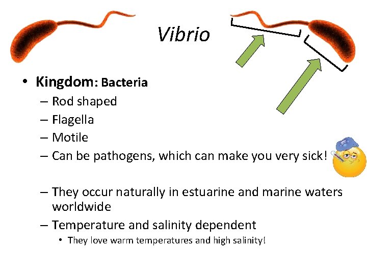 Vibrio • Kingdom: Bacteria – Rod shaped – Flagella – Motile – Can be