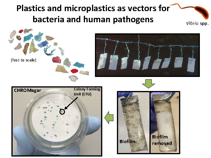 Plastics and microplastics as vectors for bacteria and human pathogens (Not to scale) CHROMagar