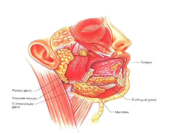 11/22/2020 GIT physiology 2 nd year Lab & Nutrition 18 