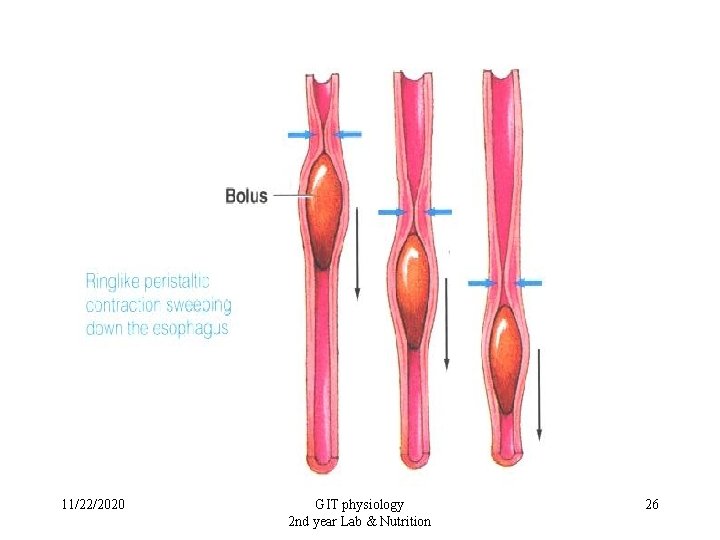 11/22/2020 GIT physiology 2 nd year Lab & Nutrition 26 