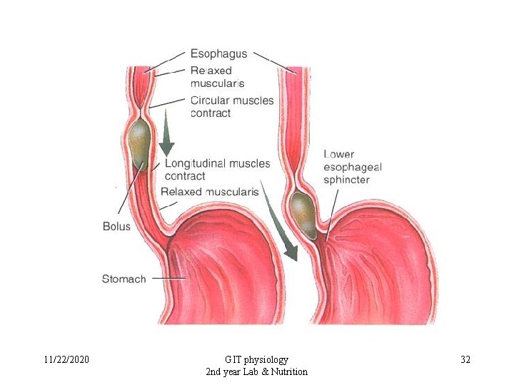 11/22/2020 GIT physiology 2 nd year Lab & Nutrition 32 