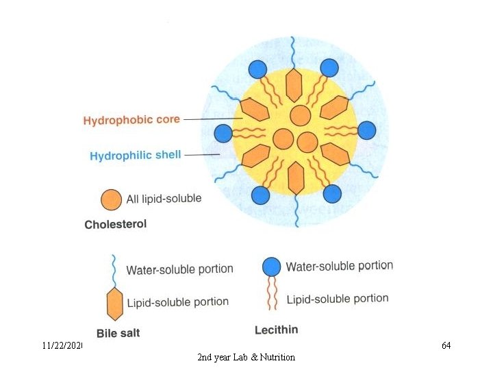 11/22/2020 GIT physiology 2 nd year Lab & Nutrition 64 