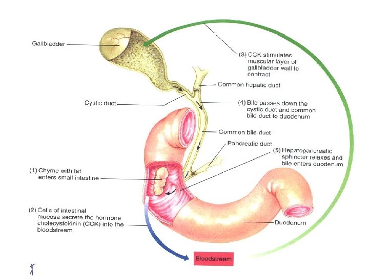 11/22/2020 GIT physiology 2 nd year Lab & Nutrition 68 