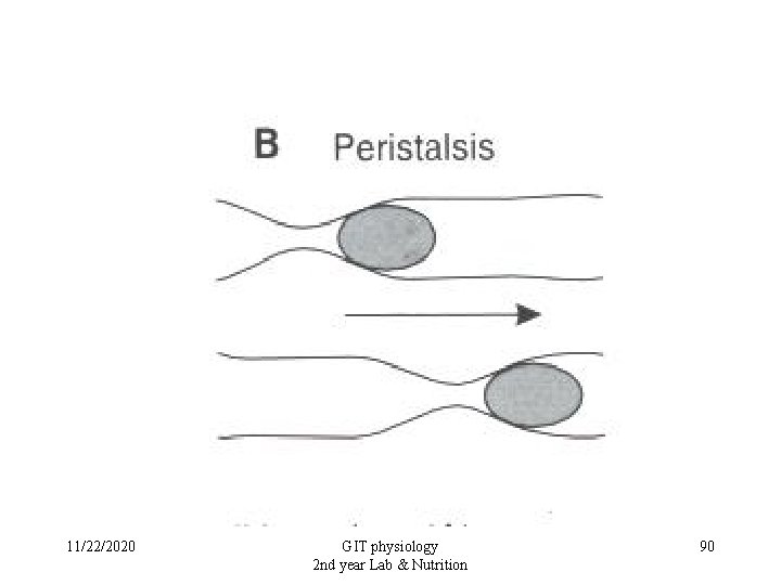 11/22/2020 GIT physiology 2 nd year Lab & Nutrition 90 