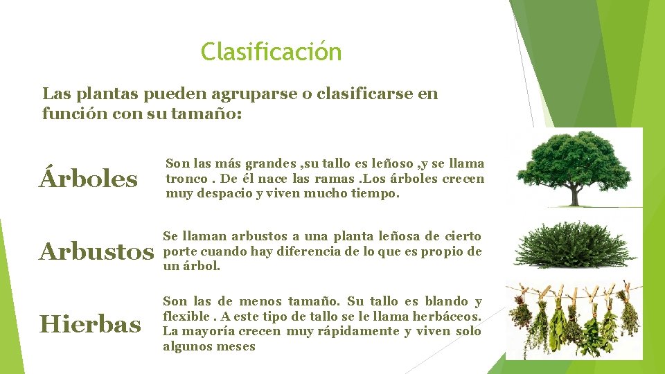Clasificación Las plantas pueden agruparse o clasificarse en función con su tamaño: Árboles Son