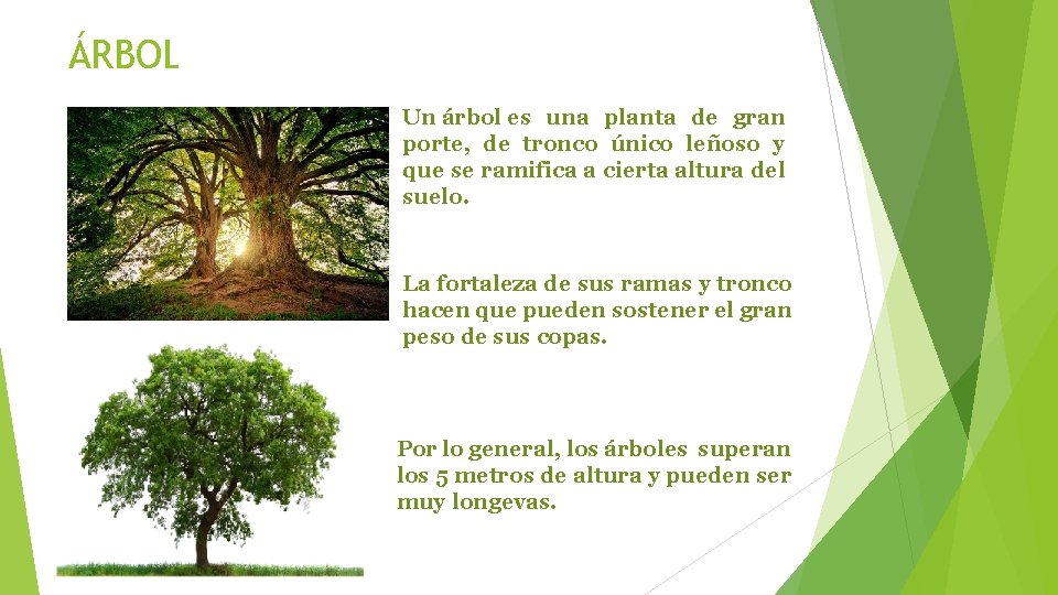 ÁRBOL Un árbol es una planta de gran porte, de tronco único leñoso y