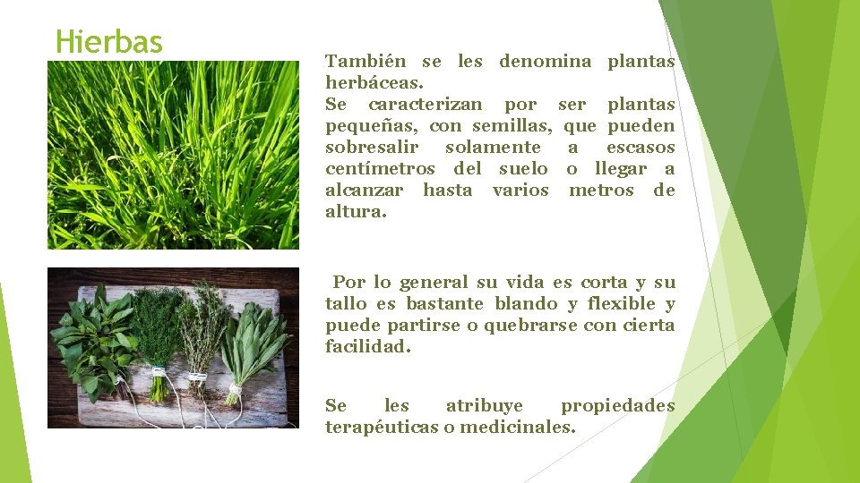 Hierbas También se les denomina plantas herbáceas. Se caracterizan por ser plantas pequeñas, con